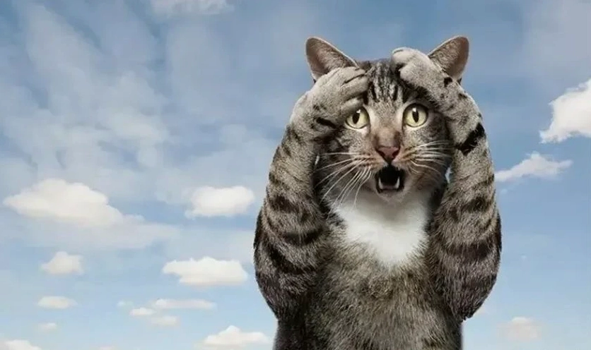 Hình ảnh ảnh meme Hướng ngoại part-time với biểu cảm hài hước đặc trưng