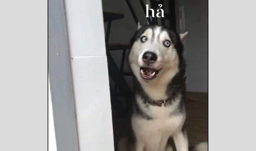 Hình ảnh ảnh meme Hướng ngoại part-time với biểu cảm ngơ ngác vô cùng