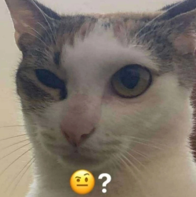 Hình ảnh ảnh meme Tới công chuyện chú mèo với biểu cảm kinh ngạc