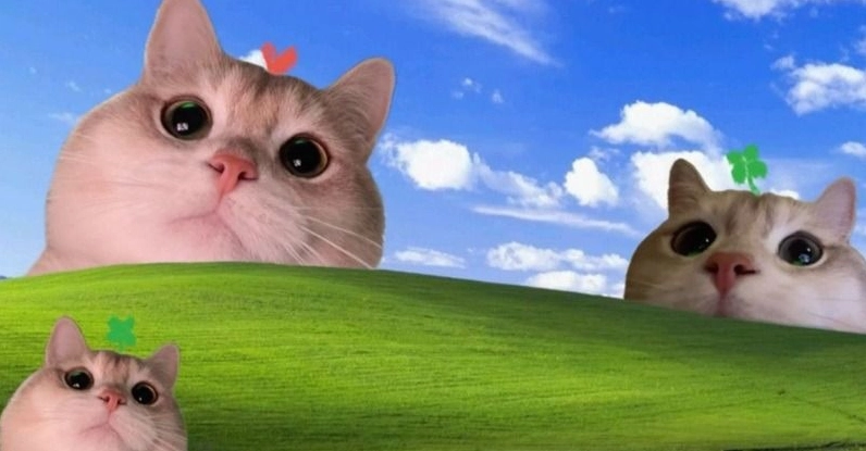 Hình ảnh meme Năng lượng tính nữ dịu dàng hoa hồng