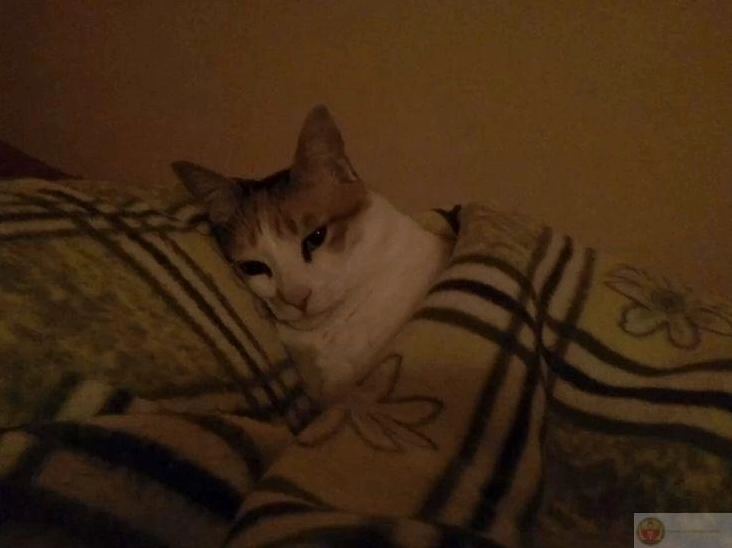 Meme Gòi xong quên việc sau một giấc ngủ ngon lành