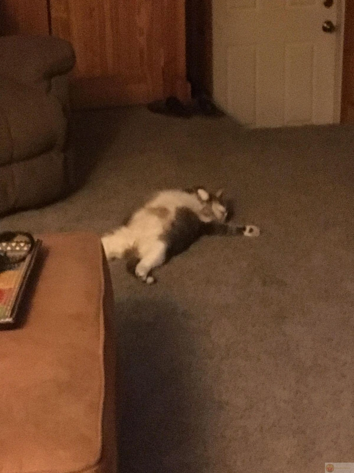 Meme Gòi xong tạm quên deadline bằng một giấc ngủ sâu