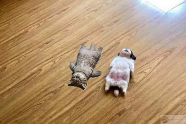 Meme Gòi xong với giấc ngủ trưa thần thánh kéo dài đến chiều