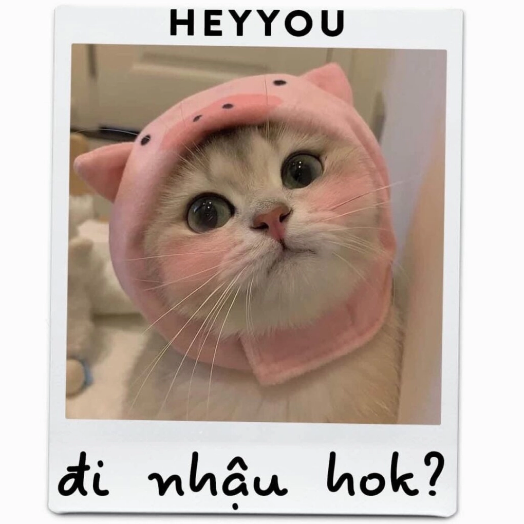 Mèo đáng yêu làm ảnh meme Đu idol với biểu cảm ngọt ngào