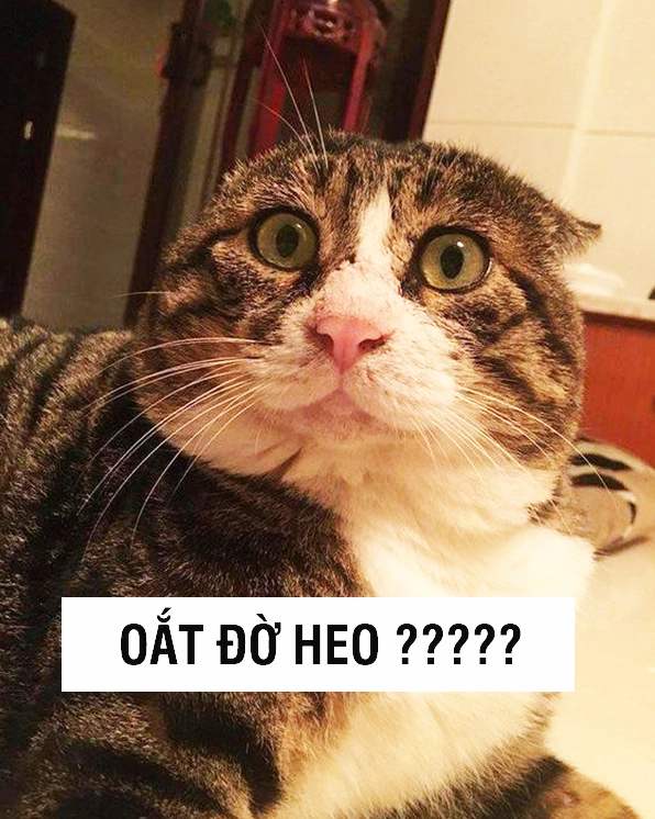 Mèo với ánh mắt 