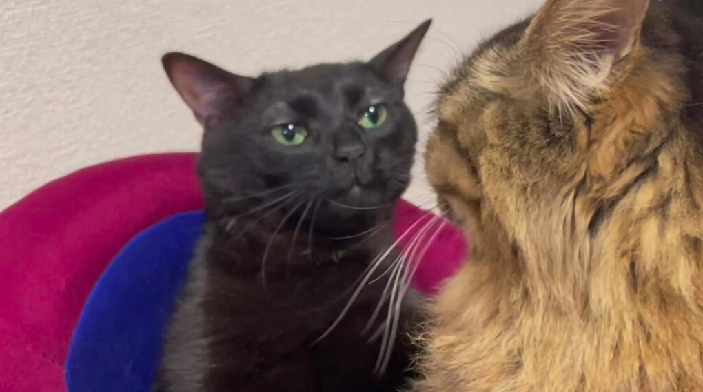 Mèo với biểu cảm 