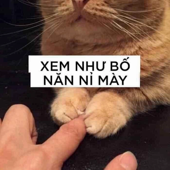 Mèo với biểu cảm 