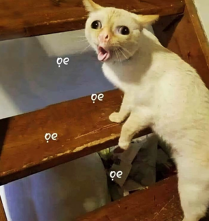 Mèo với khuôn mặt hài hước 