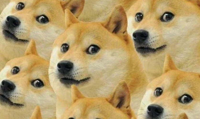 Tấm ảnh meme Hướng ngoại part-time thể hiện sự ngơ ngác đáng yêu