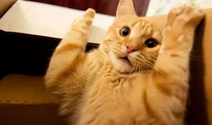 Tấm ảnh meme Hướng ngoại part-time với gương mặt khó hiểu và đáng yêu