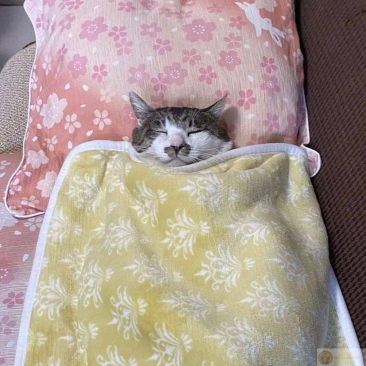 Tư thế ngủ ảnh meme Gòi xong không giống ai mà vẫn ngon